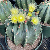 Ferocactus Glaucescens Inermis 3 inch, Rare Cactus Stunning Succulent