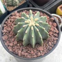Ferocactus Glaucescens Inermis 3 inch, Rare Cactus Stunning Succulent