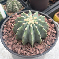 Ferocactus Glaucescens Inermis 3 inch, Rare Cactus Stunning Succulent