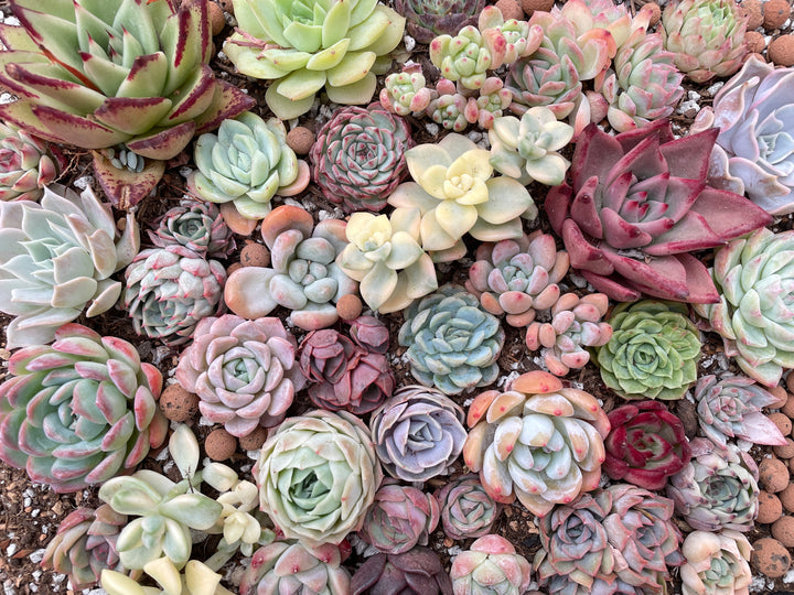  Best Online Rare Succulents Plant shop based in Los Angeles, California. We carry many world-wide, hard to find, rare plants, shop updates daily.