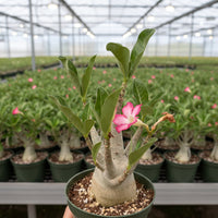 Rare Adenium Arabicum Godji Caudex - Unique Succulent Live Plant for Your Collection
