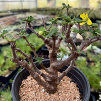 Rare Senna Meridionalis Bonsai Succulent Tree Old Stem
– WYSIWYG