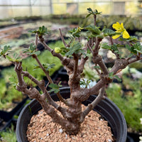 Bonsai tree in a pot with a blurred greenhouse background
