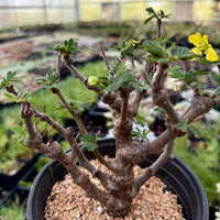 Rare Senna Meridionalis Bonsai Succulent Tree Old Stem
– WYSIWYG