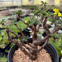 Rare Senna Meridionalis, Bonsai Succulent Tree, Old Stem