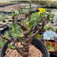 Small potted plant with yellow flower in a greenhouse setting