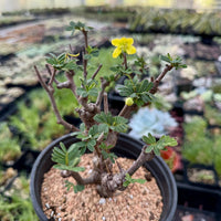 Rare Senna Meridionalis Bonsai Succulent Tree Old Stem
– WYSIWYG
