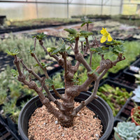 Rare Senna Meridionalis Bonsai Succulent Tree Old Stem
– WYSIWYG