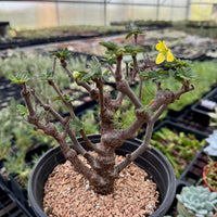 Small potted plant with a yellow flower in a greenhouse setting