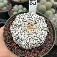 Rare Cactus, Astrophytum Asterias V Type Snow Skin 2167