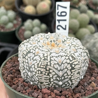 Rare Cactus, Astrophytum Asterias V Type Snow Skin 2167