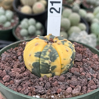 Rare Cactus, Astrophytum Asterias Super Kabuto Variegata 2170