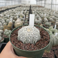 Rare Cactus, Astrophytum Asterias Super Kabuto 'Star Fish'