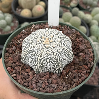 Astrophytum Asteria 1am Succulents Super Kabuto