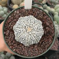 Rare Cactus, Astrophytum Asterias Super Kabuto 'Star Fish'