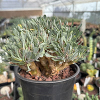 Rare Succulent, Othonna Euphorbioides