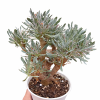 Rare Succulent, Othonna Euphorbioides