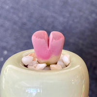 Lithops Optica Rubra, C81A, Live unique Plants, Rare Succulents