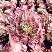 Live Rare Aeonium Pink Witch Succulent Plant - Exotic IndoorOutdoor Decor