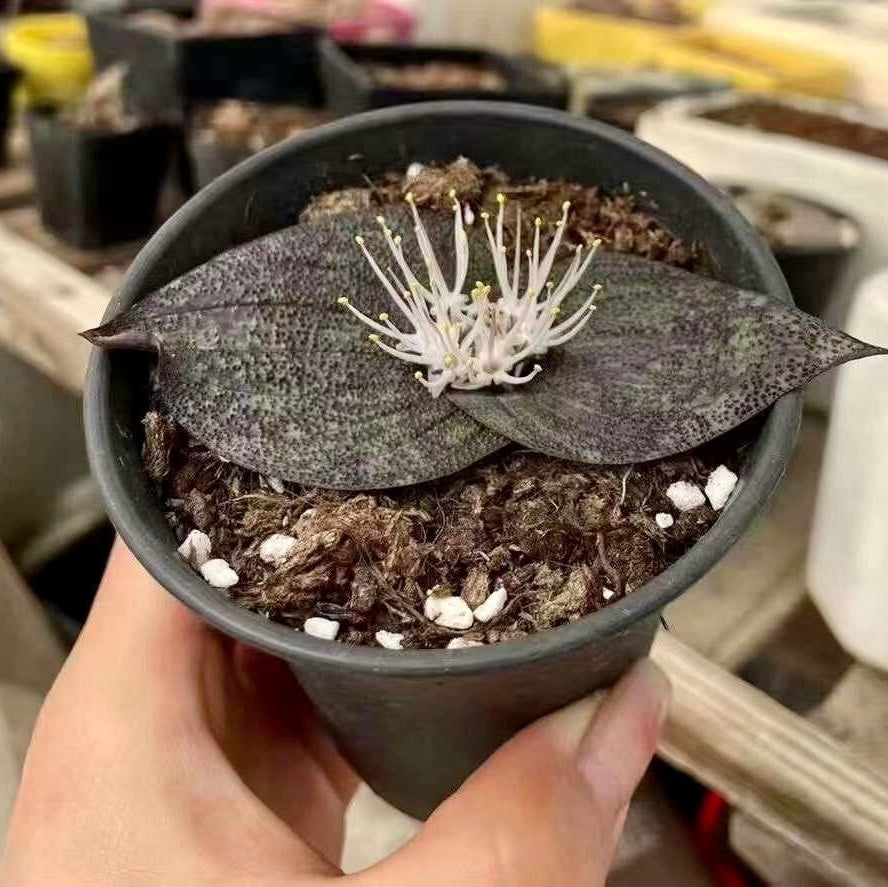 bulb like succulent Massonia Pustulata (Bulb only), Rare Succulents