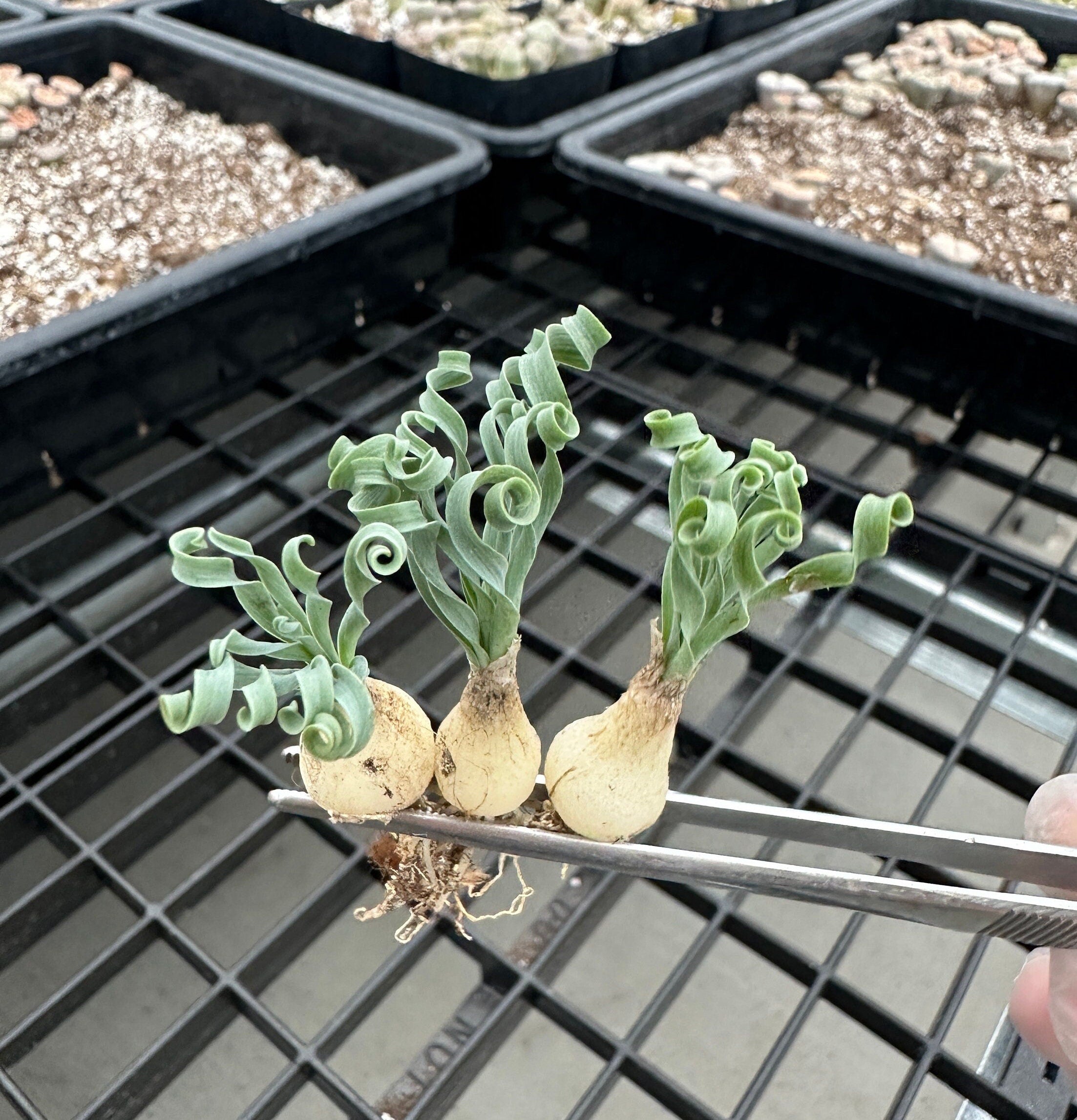 onlyonerhonda succulent Ornithogalum Concordianum, Rare Succulents, Chubby Beauty, Bulb Only (– 1am Succulents