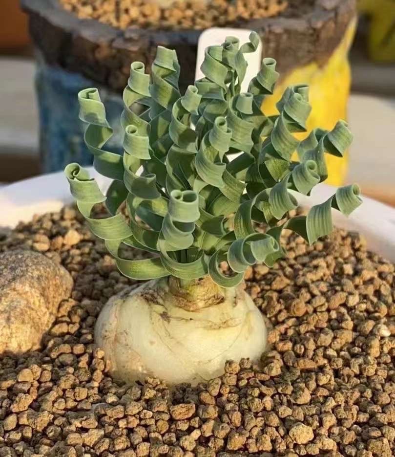 $1 succulent plants Ornithogalum Concordianum, Rare Succulents, Chubby Beauty, Bulb Only  (0.4”-1")