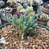 Phyllobolus Tenuiflorus (0.5", Budding Bulb), Cute Caudex, long living rare plant