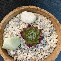 Premium Pebbles - China Green Top Dressing (Order Separately)