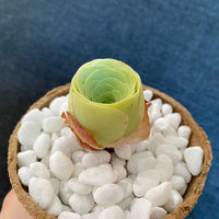 Premium Pebbles - White Snow Top Dressing (Order Separately)