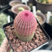 Rainbow Cactus, Echinocereus Rigidissimus, Single Rare Starter Plant
