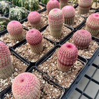 Rainbow Cactus, Echinocereus Rigidissimus, Single Rare Starter Plant
