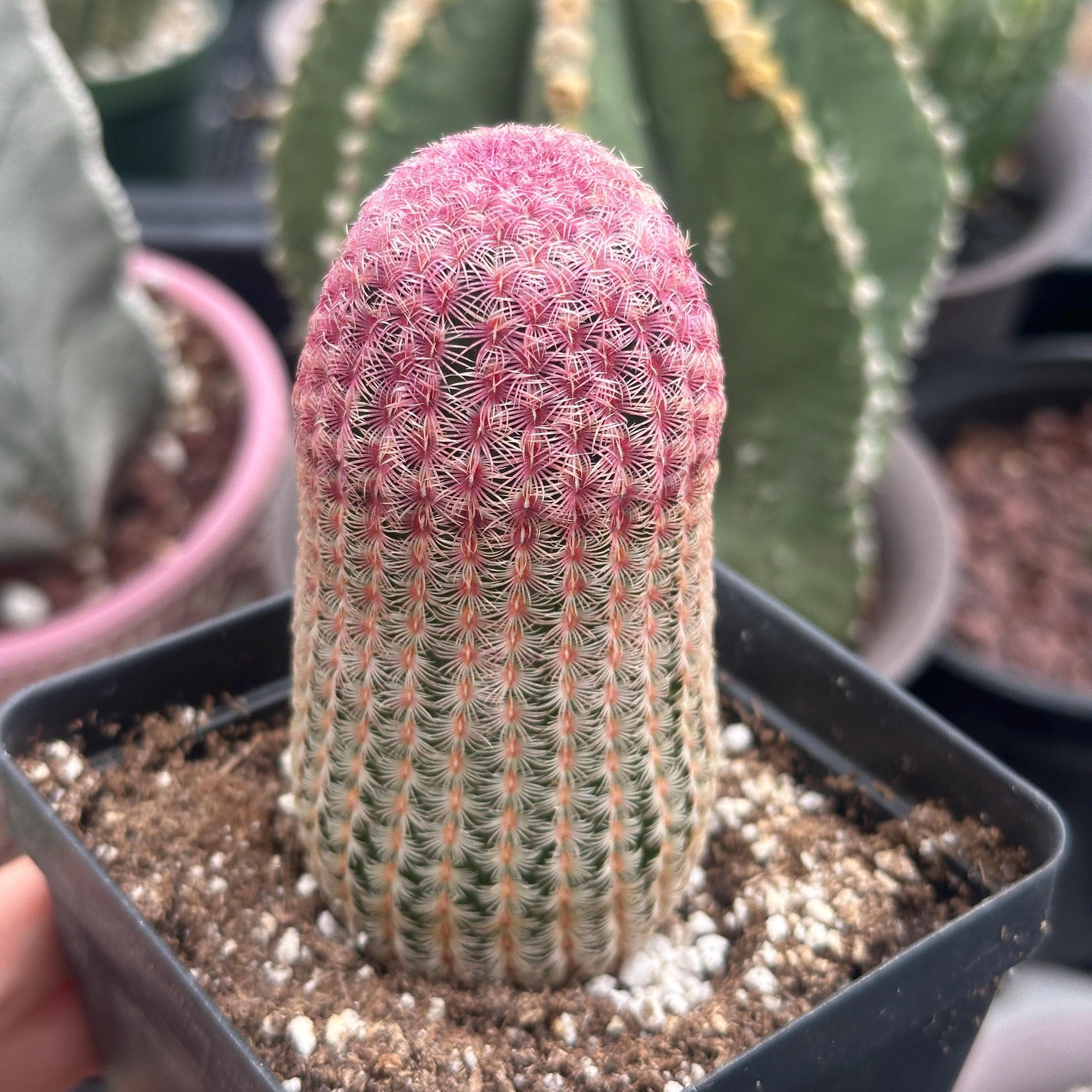 rainbow acres cactus succulent Rainbow Cactus, Echinocereus Rigidissimus, Single Rare Starter Plant
