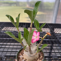 Rare Adenium Arabicum Godji Caudex - Unique Succulent Live Plant for Your Collection
