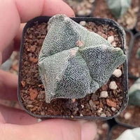 Rare Astrophytum Myriostigma Cactus 2 inch 3-Sided Mini Succulent for Collectors