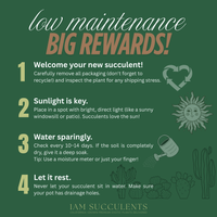 Rare Cactus, Astrophytum Asterias Super Kabuto 'Star Fish'