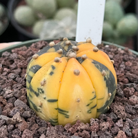 Rare Cactus, Astrophytum Asterias Super Kabuto Variegata 2174