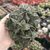 Rare Cactus - Astrophytum Myriostigma cluster (5.5” pot)