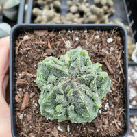 Rare Cactus - Astrophytum Myriostigma cv. Fukuryu (3"-4")