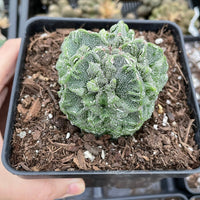 Rare Cactus - Astrophytum Myriostigma cv. Fukuryu (3"-4")