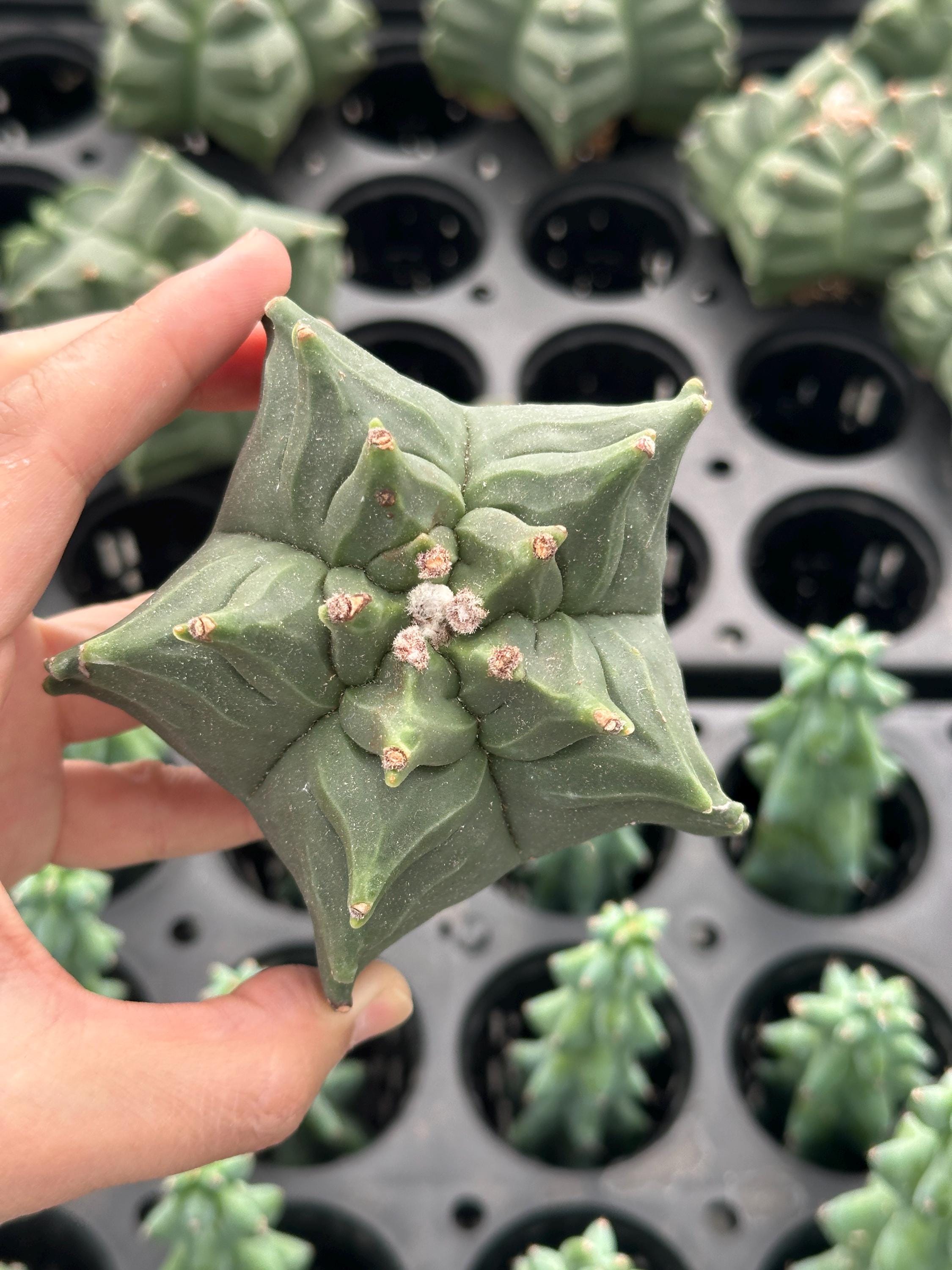 Rare Cactus