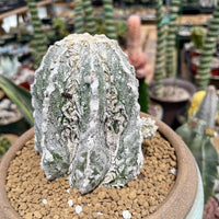 Rare Cactus - Astrophytum Myriostigma cv. onzuka Fukuryu