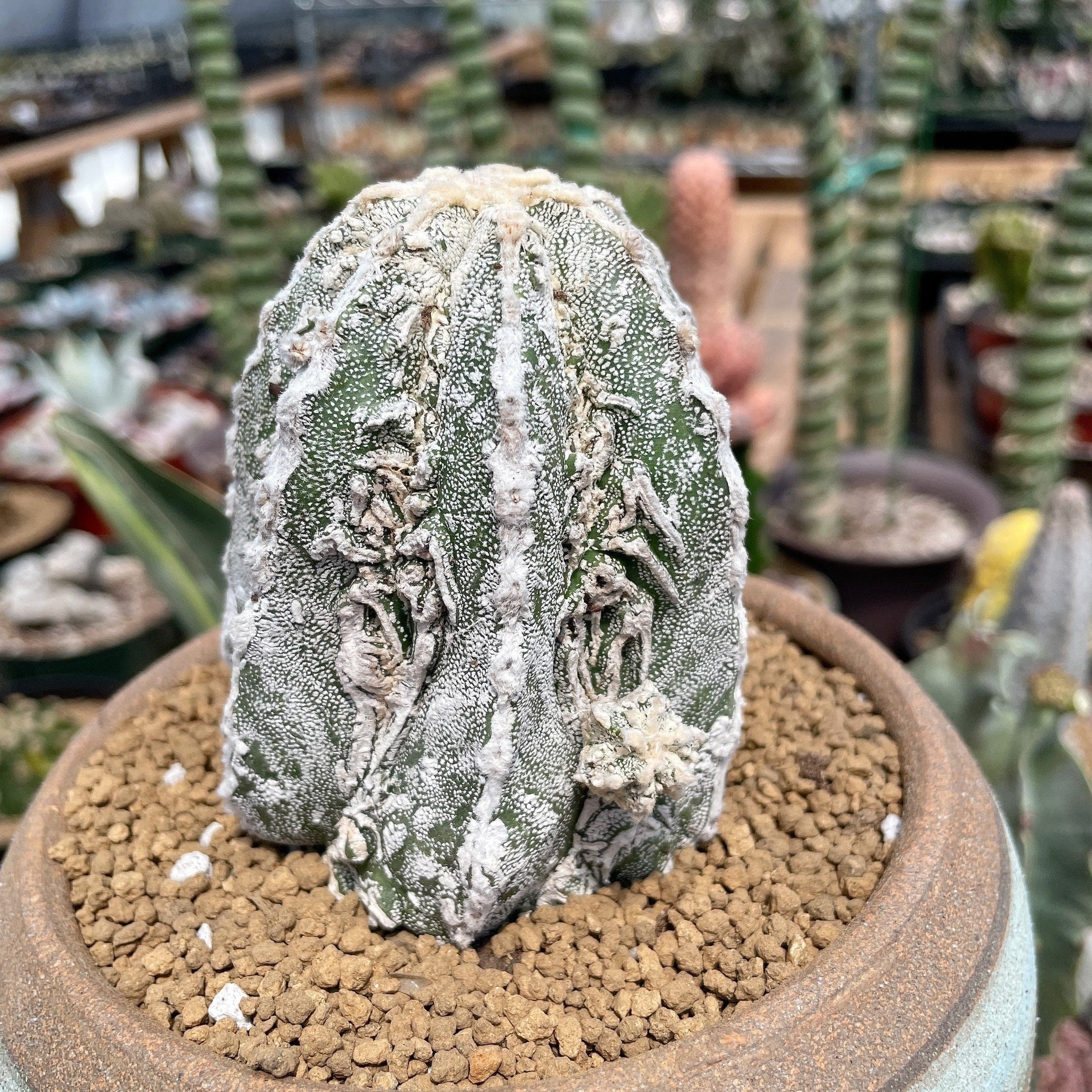 astrophytum fukuryu Rare Cactus