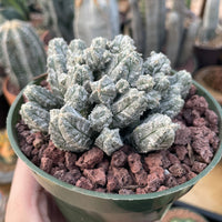 Rare Cactus - Astrophytum Myriostigma var. Columnare (4”’pot)