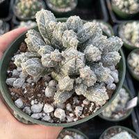 Rare Cactus - Astrophytum Myriostigma var. Columnare (4”’pot)