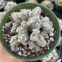 Rare Cactus - Astrophytum Myriostigma var. Columnare (4”’pot)