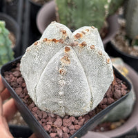 Rare Cactus, Astrophytum Onzuka (4”), Live Plant, WYSIWYG (1)