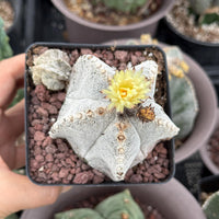 Rare Cactus, Astrophytum Onzuka (4”), Live Plant, WYSIWYG (3)