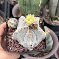 Rare Cactus, Astrophytum Onzuka (4”), Live Plant, WYSIWYG (3)
