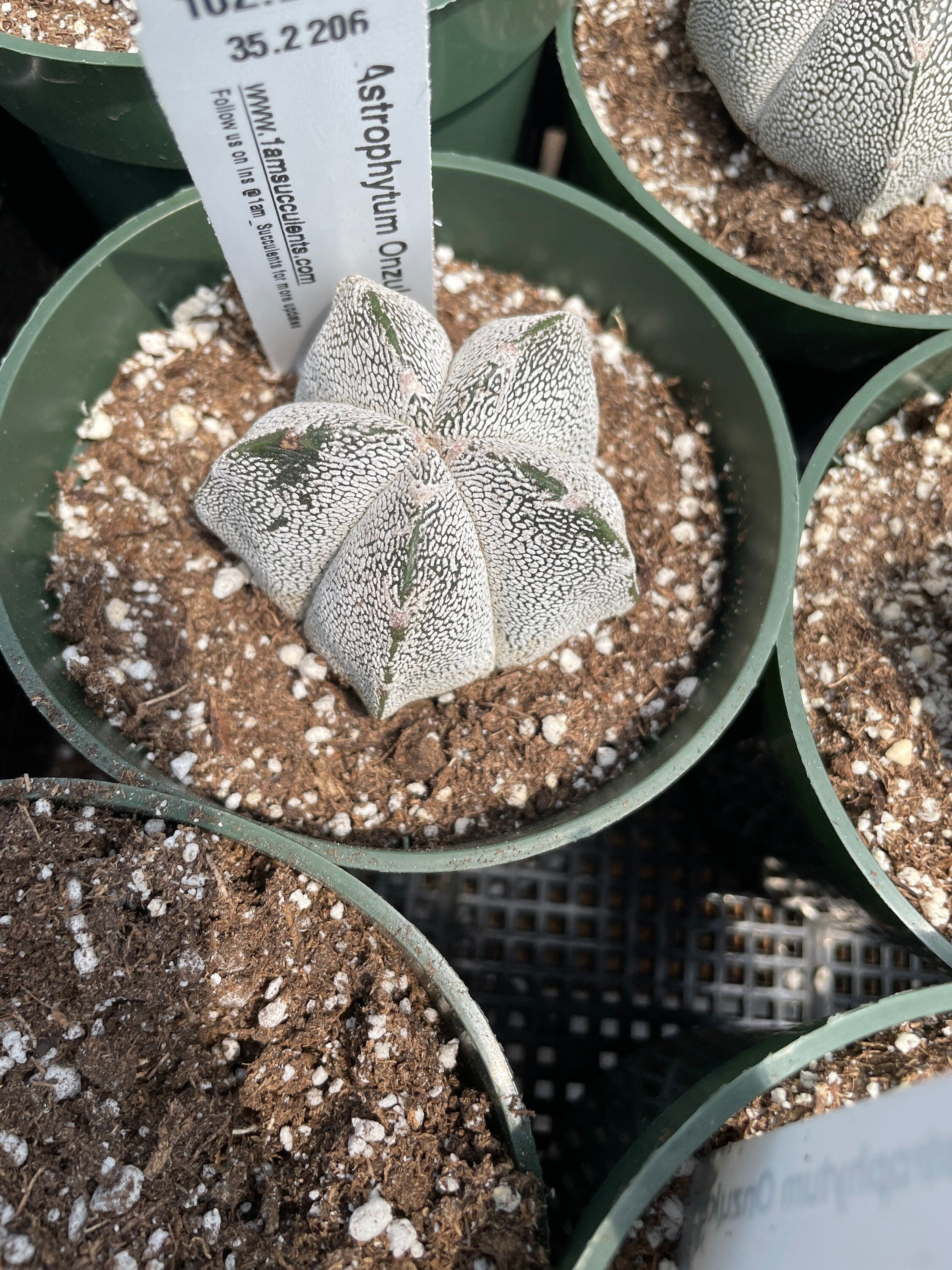 1am succulents Rare Cactus