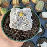 Rare Cactus - Astrophytum Onzuka (4” pot)